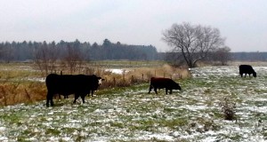 Ces 4 vaches (pour 3 têtes!) du Centre-du-Québec n'ont aucun rapport avec le texte... quoique peut-être qu'elles aussi prennent des résolutions pour 2015?!